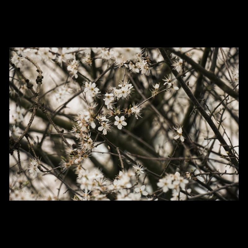 Fleur