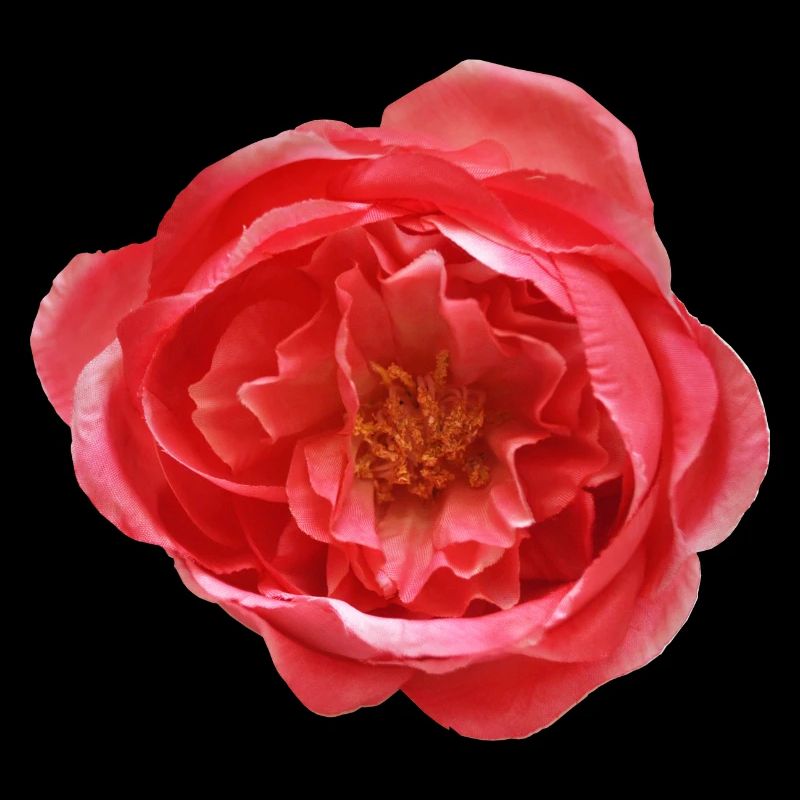 Red Rose