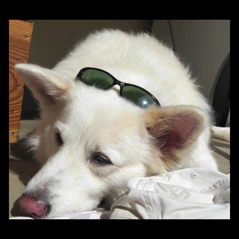 Cohen Special