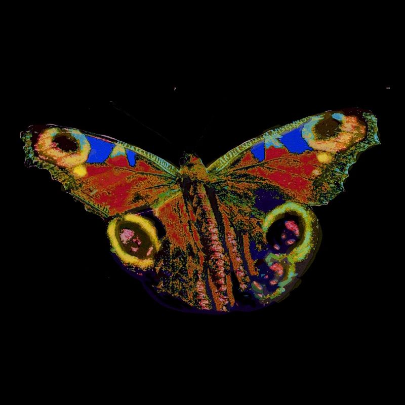 Butterfly 2