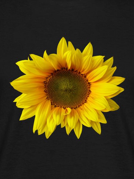 sonnenblume