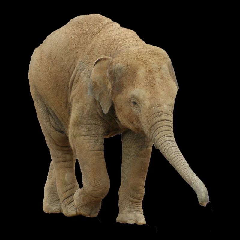 Bébé éléphant indien.
