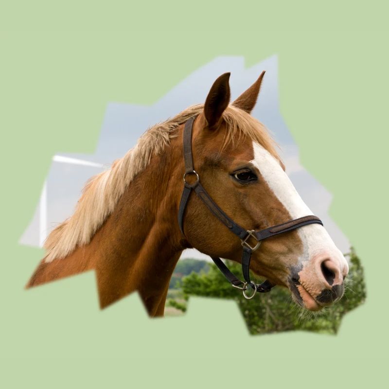 Horse. Pferd.
