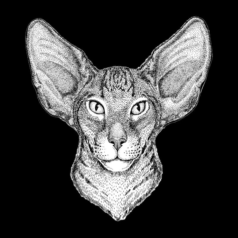 Katze