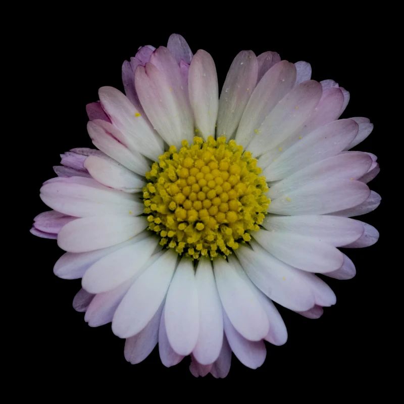 daisy / Gänseblümchen / Blume