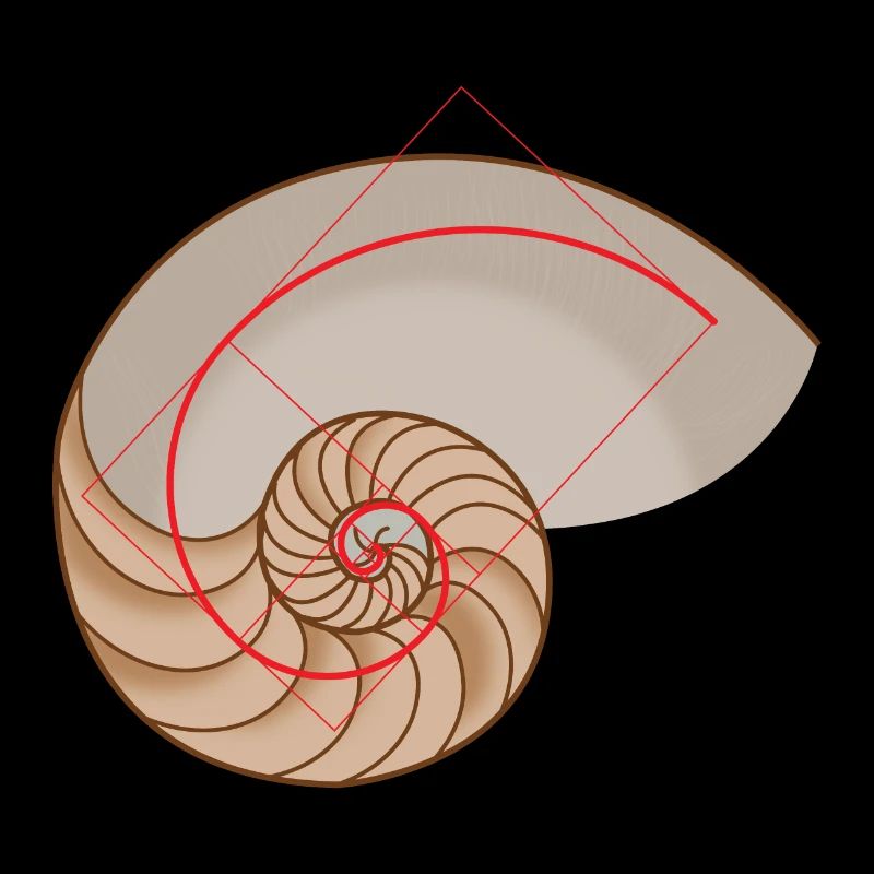 Mathematics symbols Golden spiral nautilus shell
