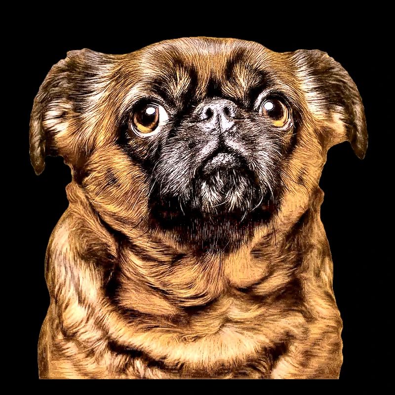 Brussels Griffon 2