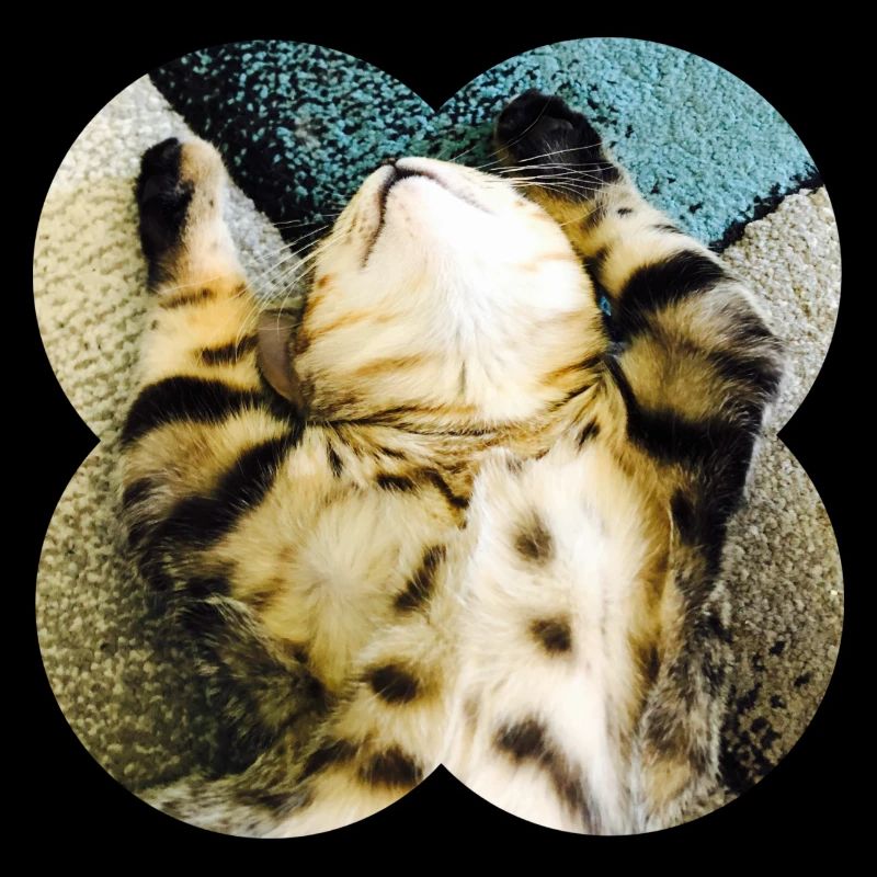 Lazycat