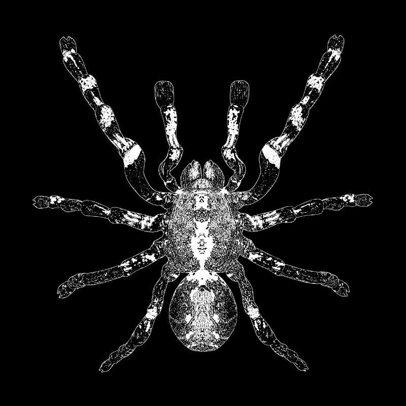 Spider, arachnid
