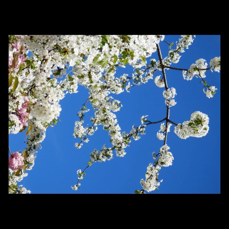 Masque pour le printemps