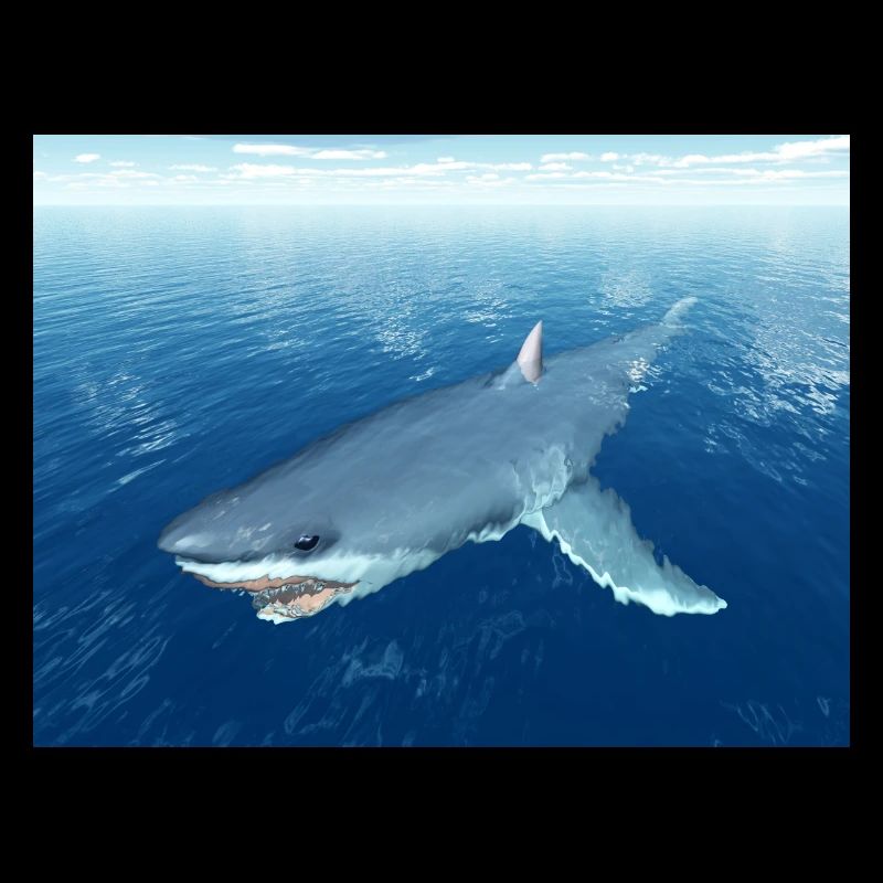 Grand requin blanc
