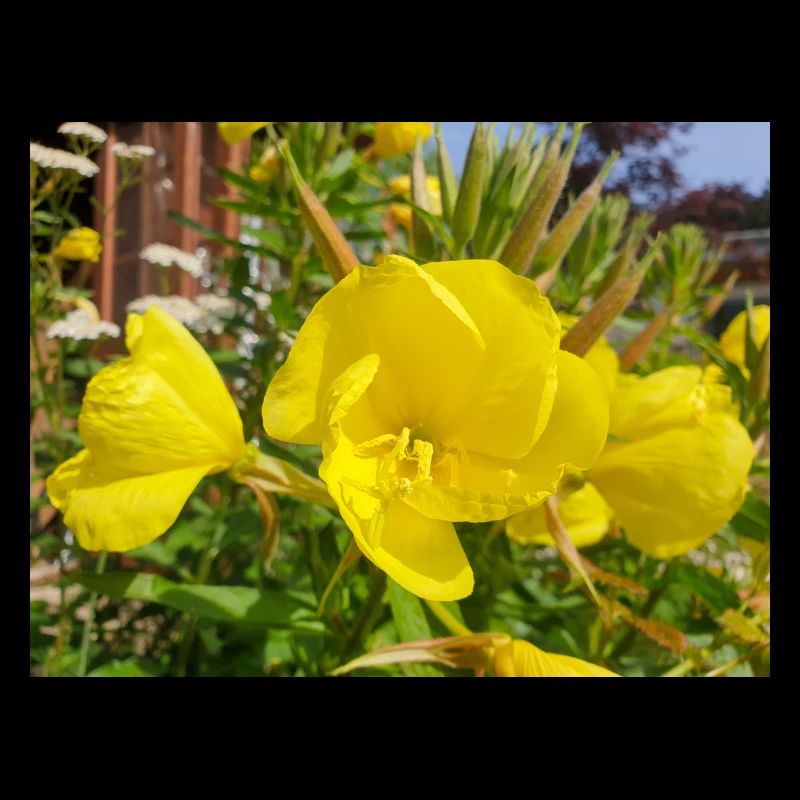 common evening primrose Oenothera biennis