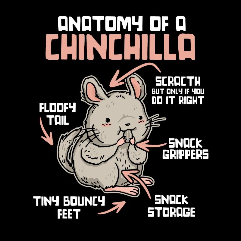Anatomie d’un chinchilla longue queue cheveux longs