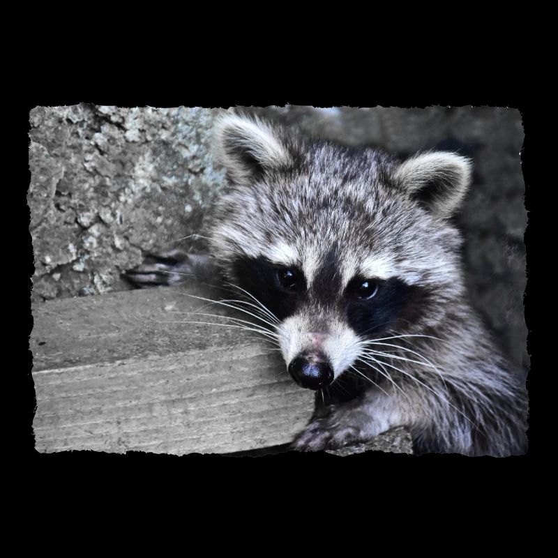 Niedlicher Waschbär