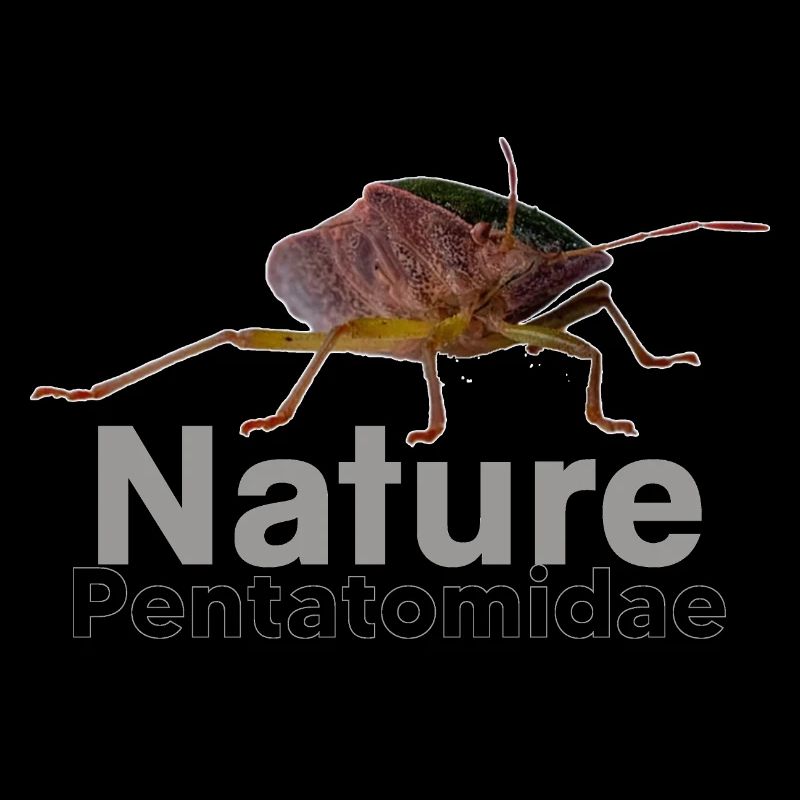 Nature Pentatomidae