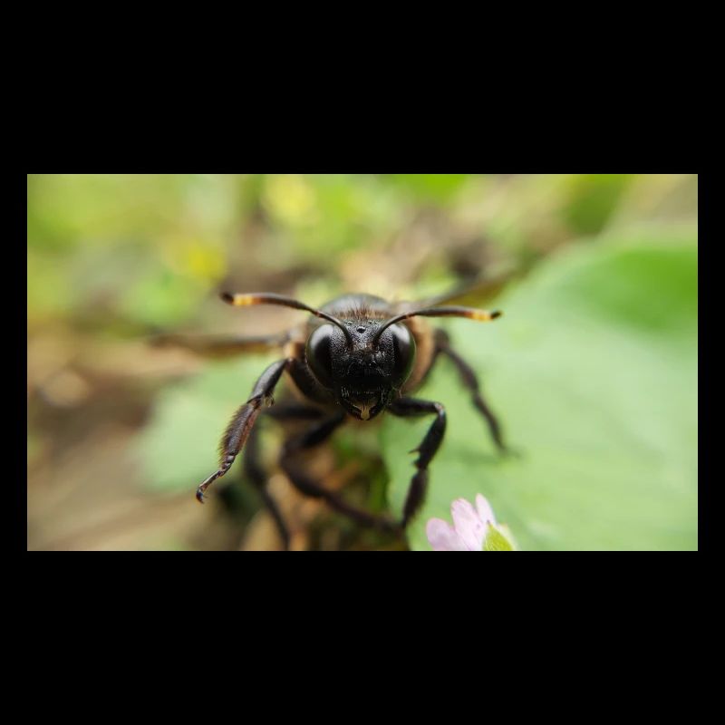 Macro Macro Photographie d’abeille de bois bleu