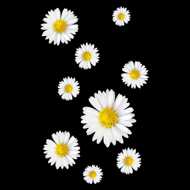 Daisies, daisies