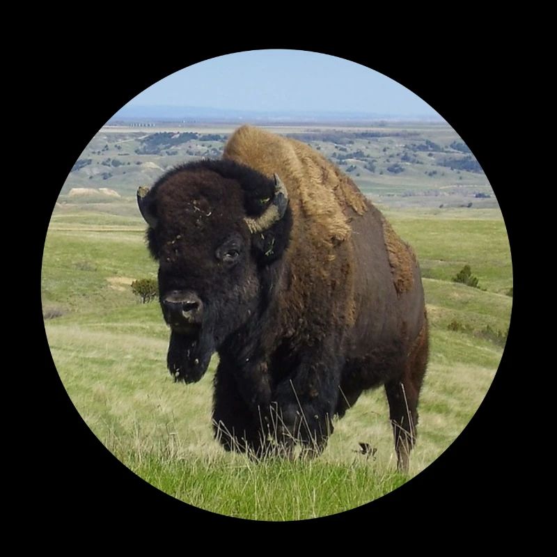 Taureau de buffle Cow Bison Jerky