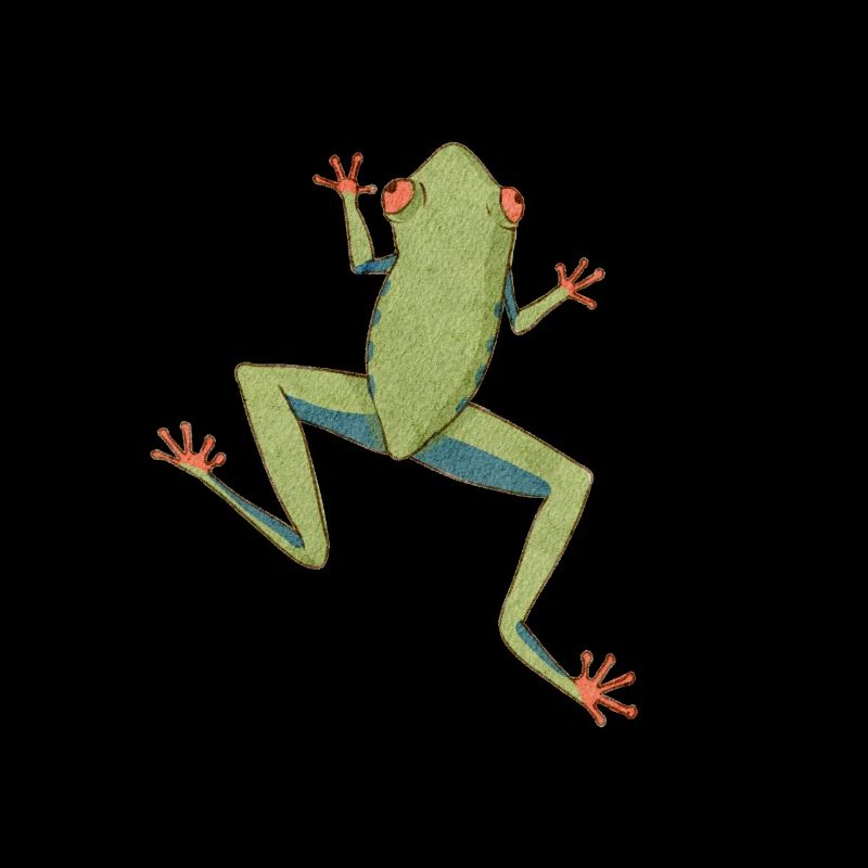 Agalychnis Callidryas Red Eyed Tree Frog