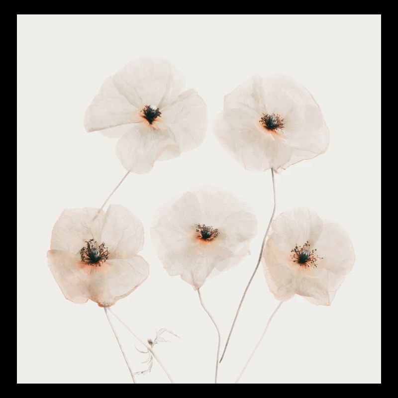 Mohn Blumen Beige Brown