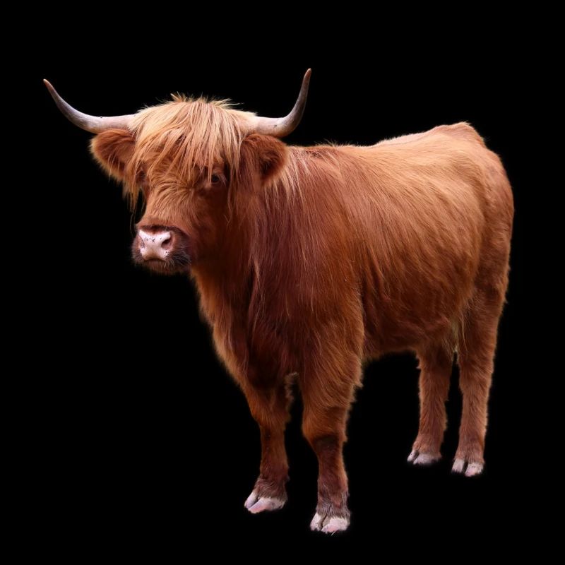 Scottish Highland cattle