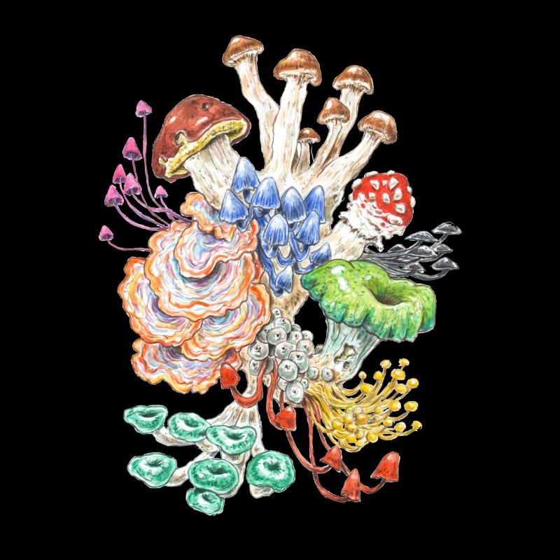 Wild Bunch / champignons