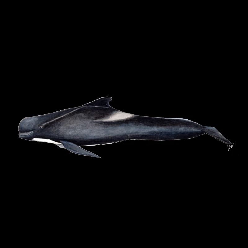baleine pilote - baleine pilote - globicéphale noir