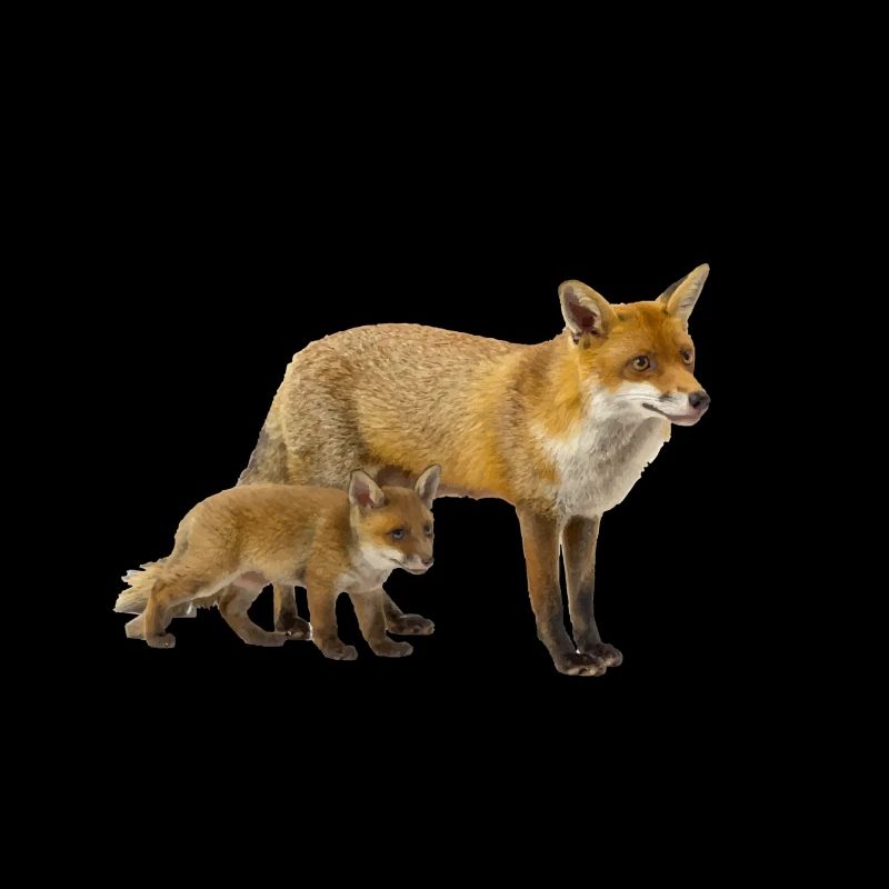 Renard