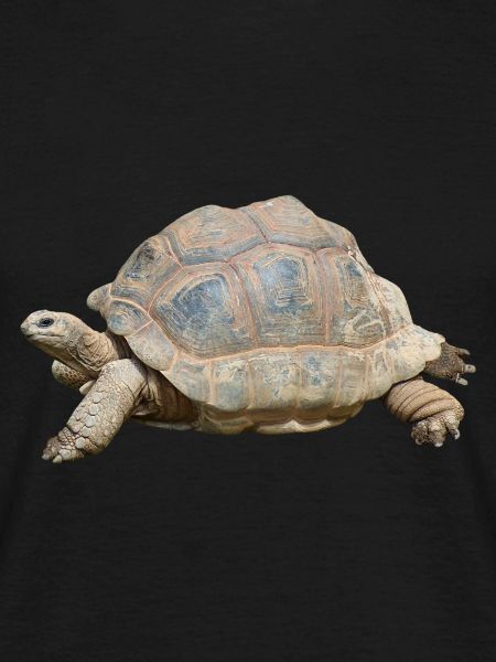 turtle schilkroete