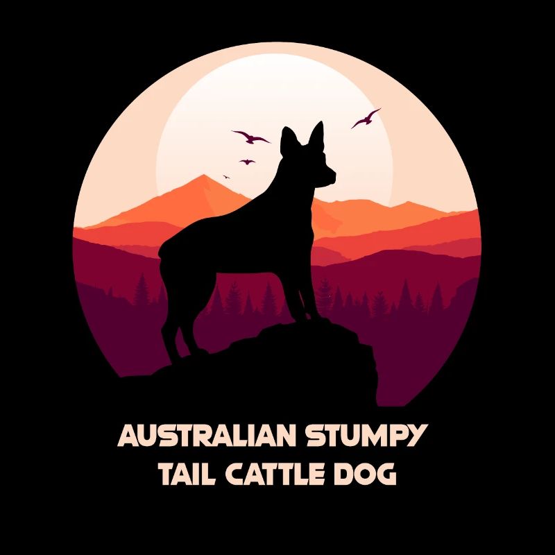Chien de bétail australien à queue de souche