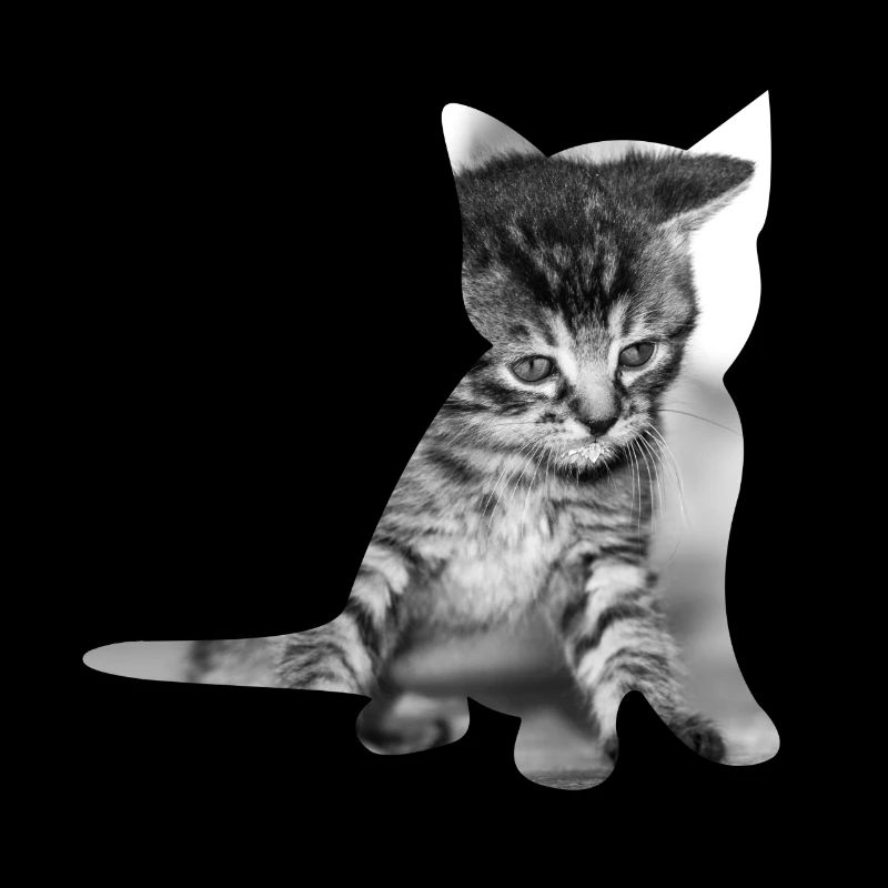 Bébé chat mignon