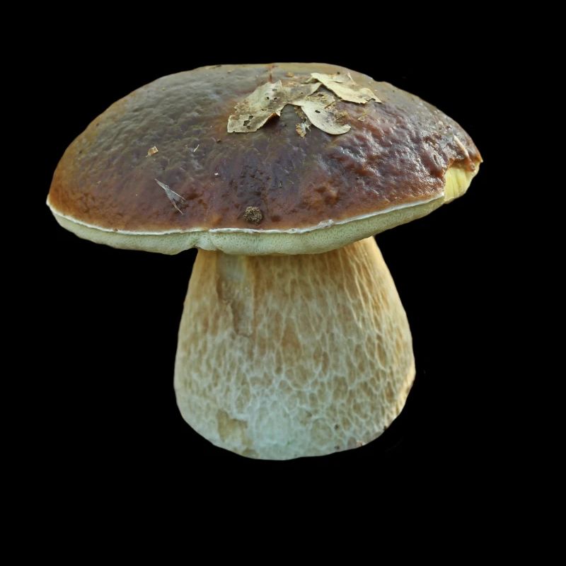 cèpe