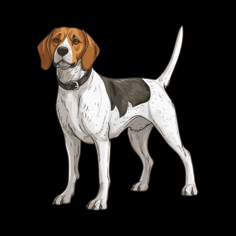 Beagle Dog