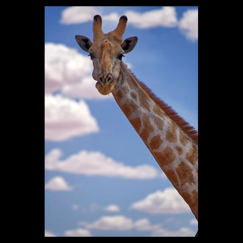 Giraffe Majesty: Looking into the Camera