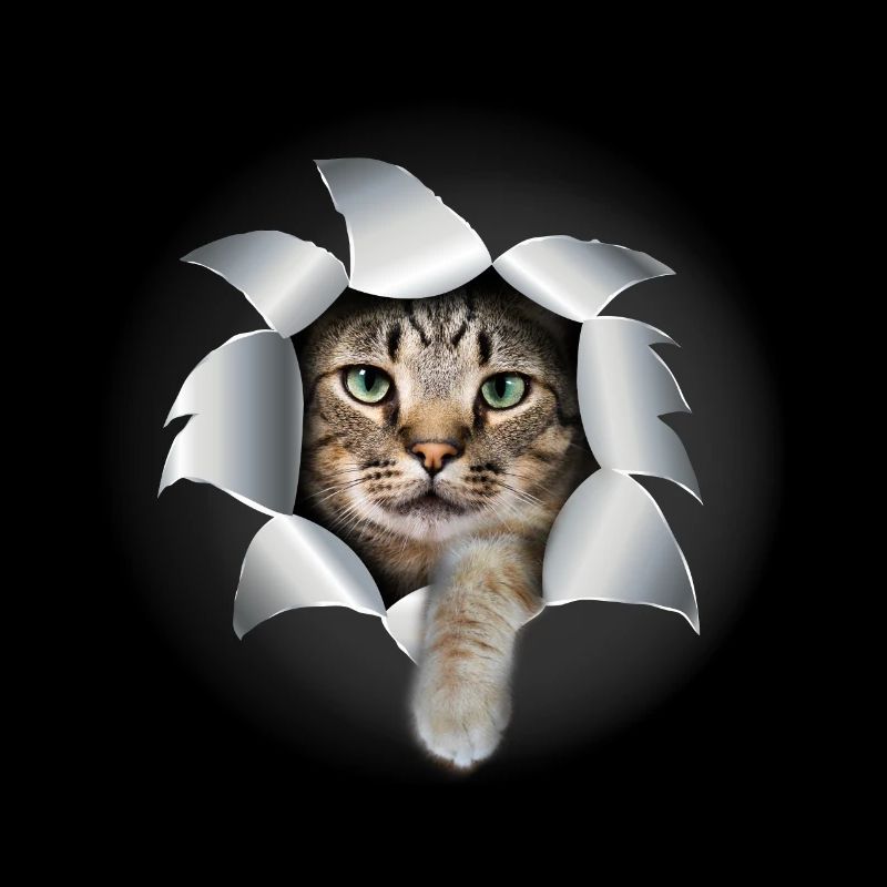Mignon chatte patte déchirée mignon chat