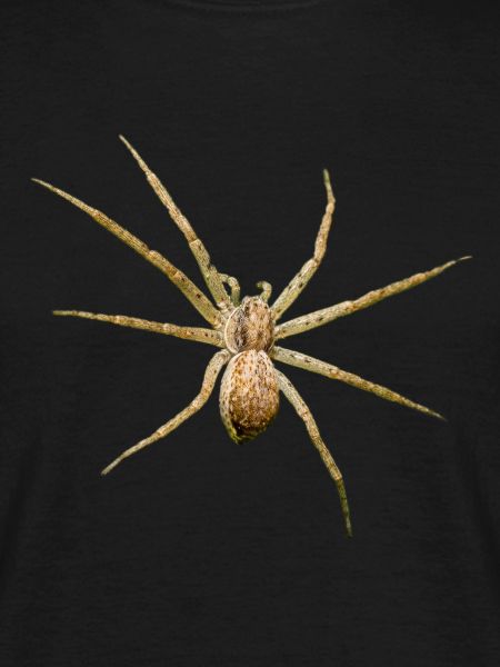 Spinne