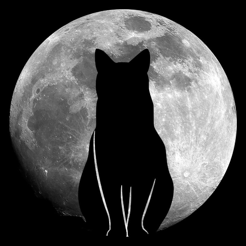 Chat dans la pleine lune Chats