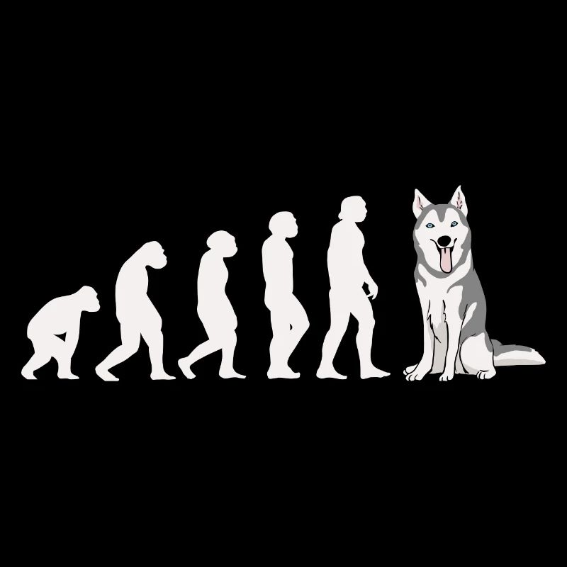 Evolution Husky sibérien