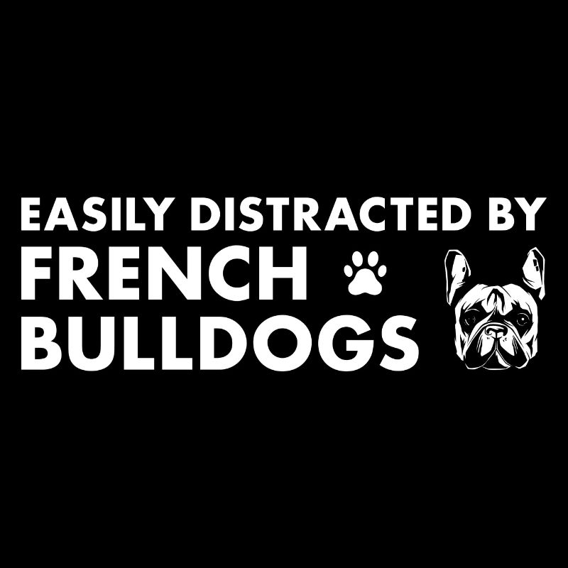 Facilement distrait par le bouledogue français