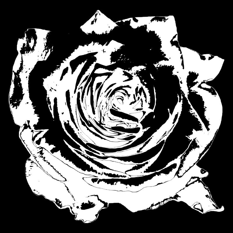 Fleur Blanche Fleurs Blanches Fleurs Blanches Fleurs Blanches