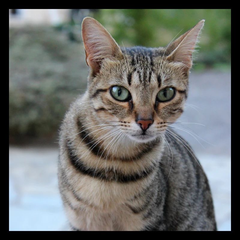 Cat Kitten Poster Square Cat Poster