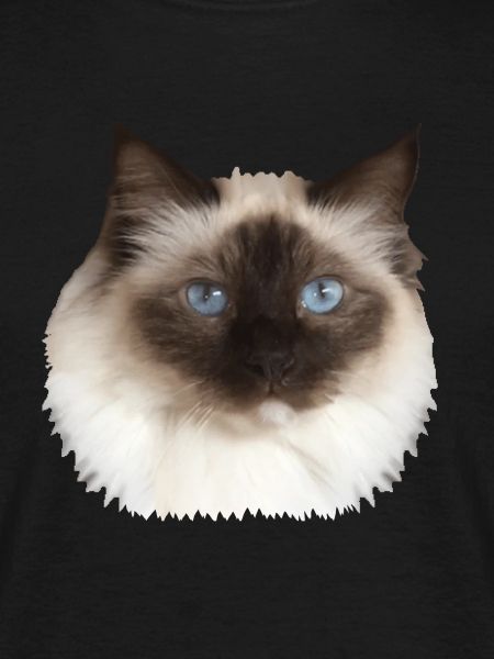 Fluffy Kitty