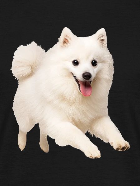 Japan Spitz