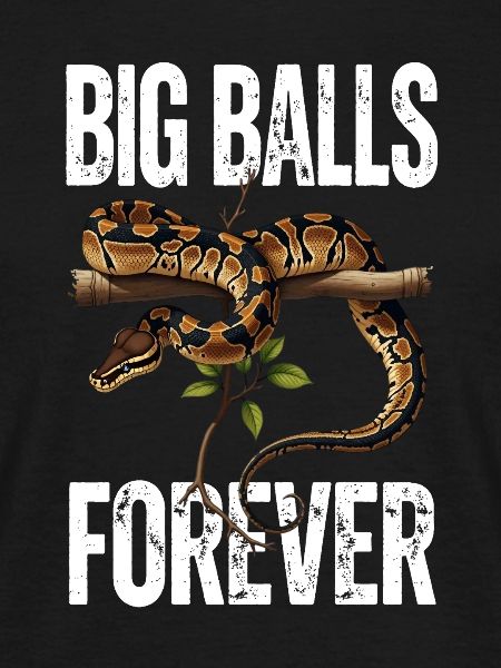 Königspython Schlangen Liebhaber Terrarium Python