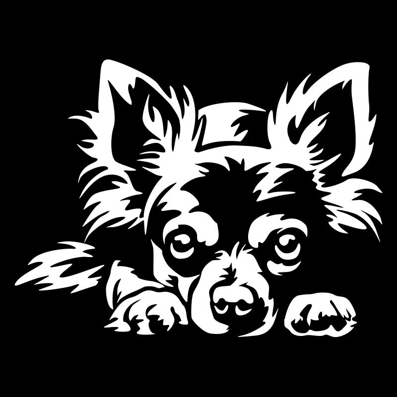 Chihuahua « Édition Noire »