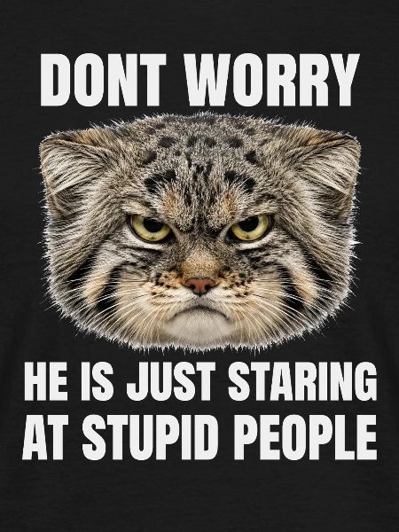 Pallas Kat Manul Kat Kat Humor Sarcasme