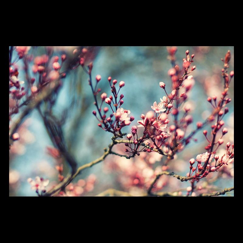spring flowers