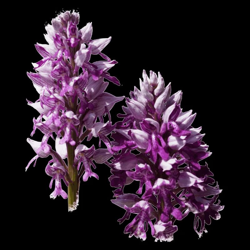 The orchid is a native orchid