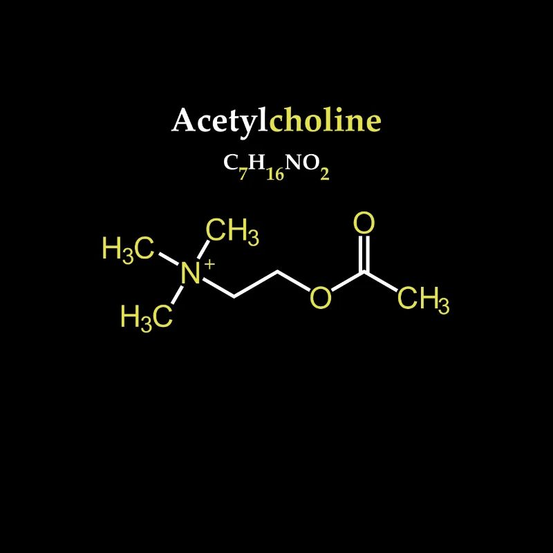 Acetylcholin-Molekül