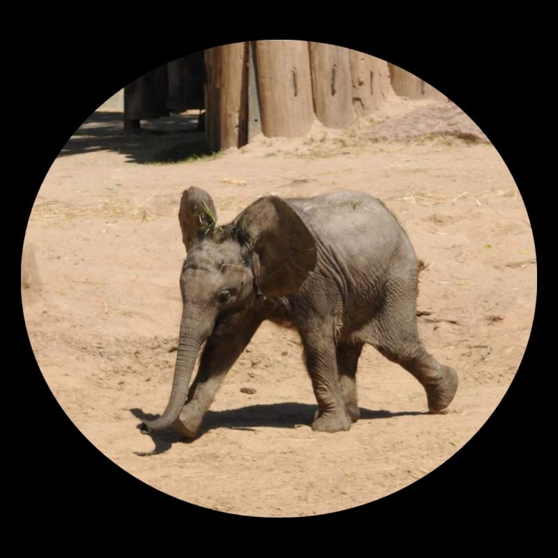Kleiner Elefant im Laufschritt
